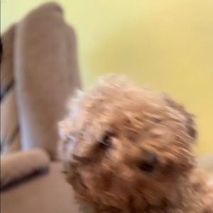 Meet your Posher, Daniel